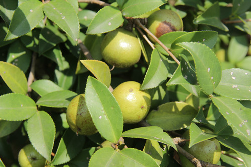 生机勃勃的红色油茶果