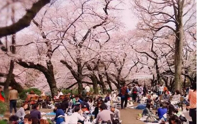 浔龙河樱花谷